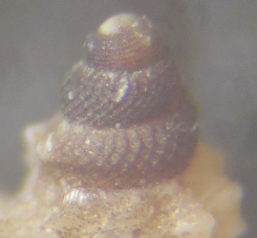 Pleurotomella demosia